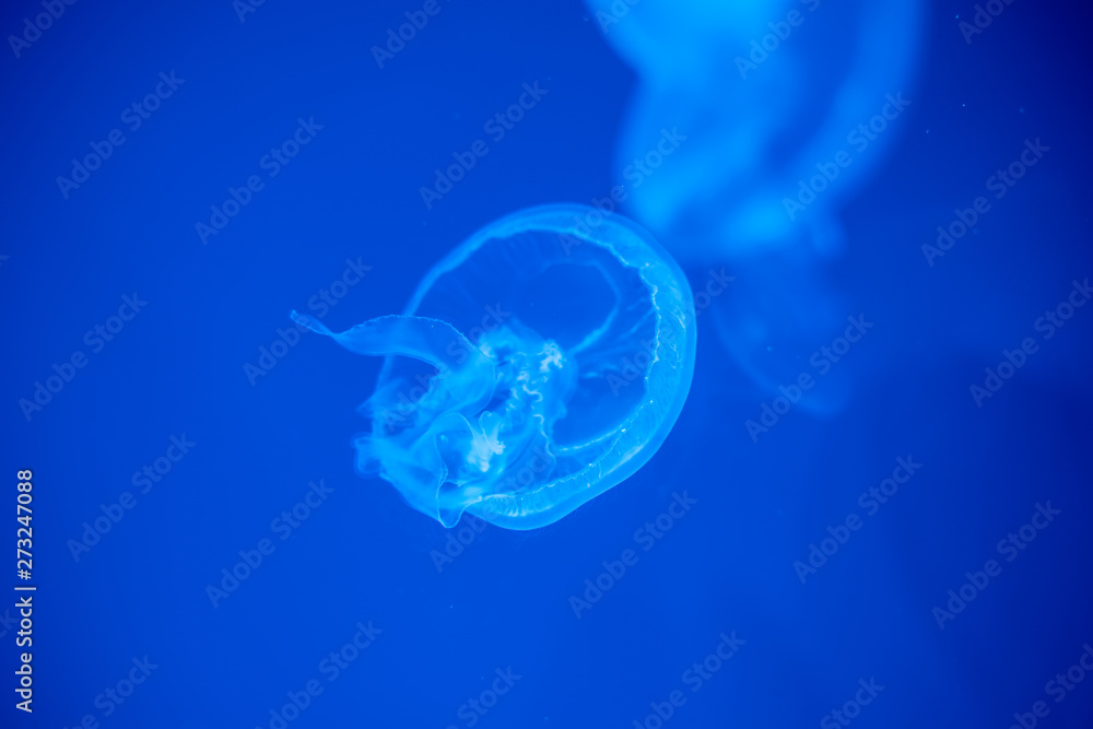 Jellyfish that lie under the deep sea. Jellyfish that lie under the deep sea.