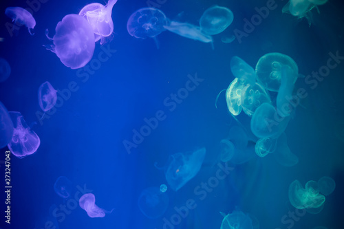 Jellyfish that lie under the deep sea. © P Stock