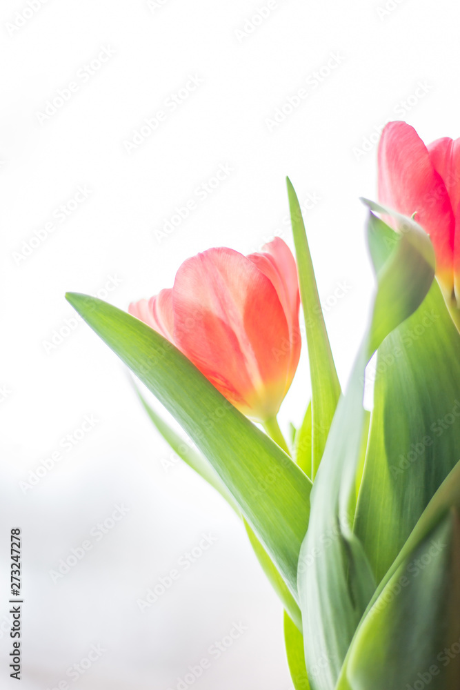 A bouquet of red tulips. Red flowers . Bouquet for the holiday. A bouquet of red tulips. Red flowers . Bouquet for the holiday.