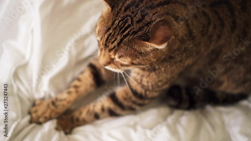 Bengal cat sitting on bed kneading - pushing his claws in and out on the blanket