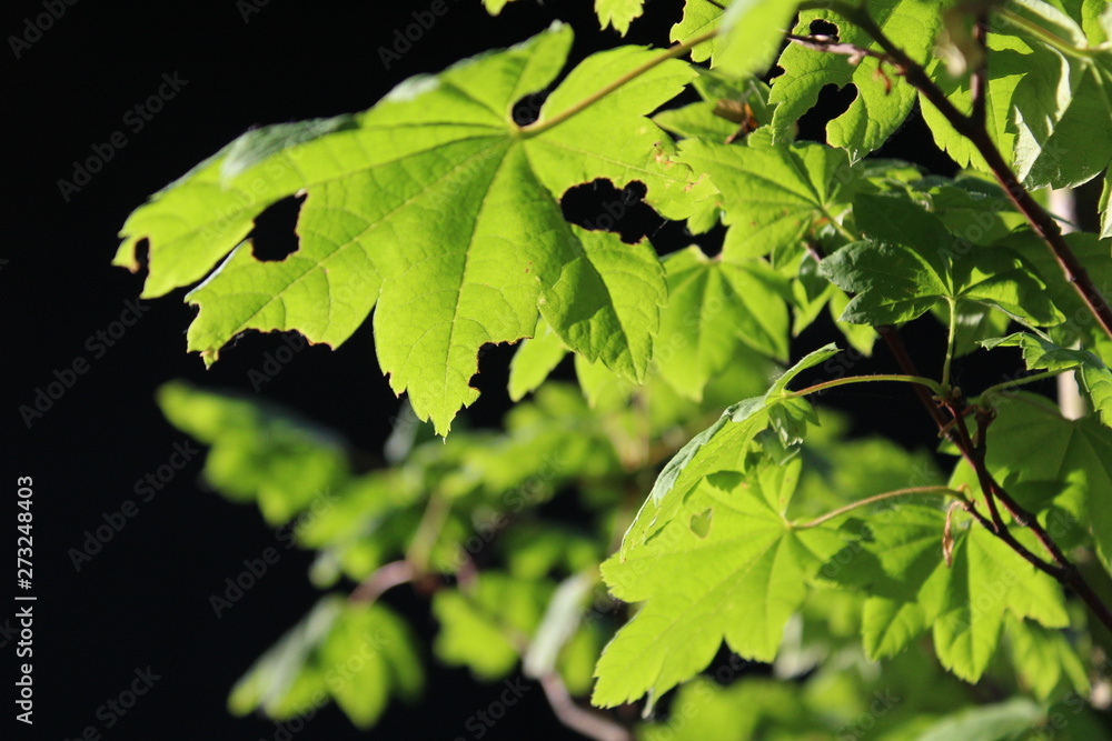 Fresh vine maple green leaves on a black background Fresh vine maple green leaves on a black background
