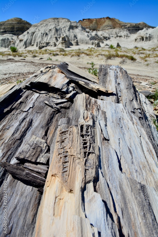 Petrified Wood Bisti Badlands New Mexico Hoodoos Formations Weird Petrified Wood Bisti Badlands New Mexico Hoodoos Formations Weird