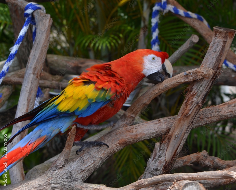 Macaw with red, yellow,blue and green plumage