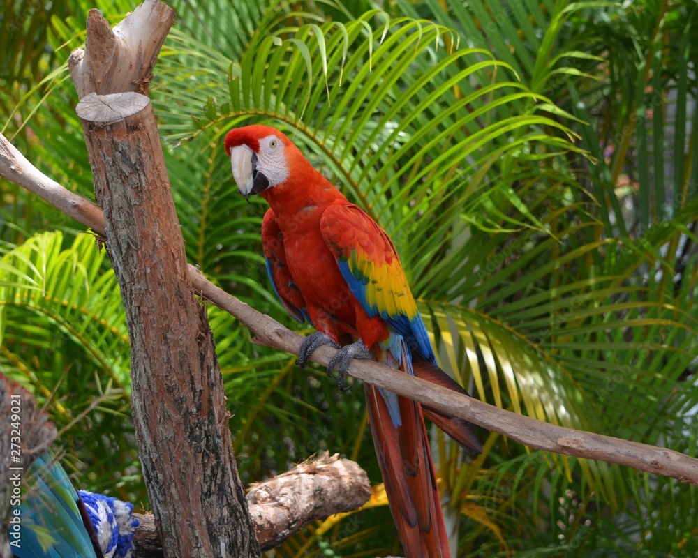 Obraz premium Rainbow colored Macaw