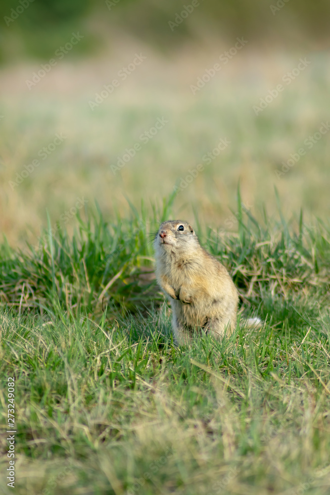 vertical photo of a gopher that stands on the meadow vertical photo of a gopher that stands on the meadow