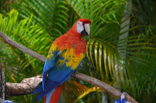 Rainbow colored Macaw against a muted green background of palm fronds