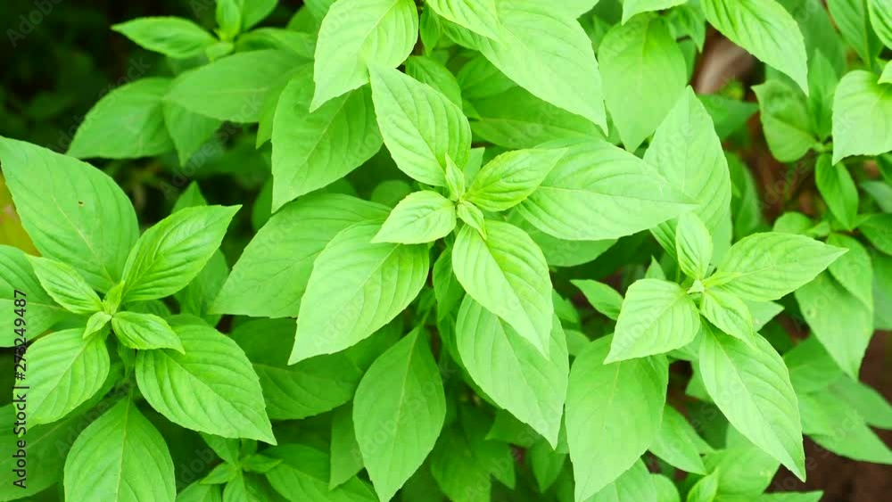 Basil Plant in the Garden Basil Plant in the Garden