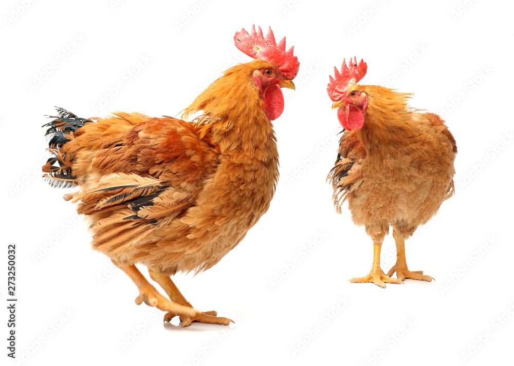 Red rooster on white background Red rooster on white background