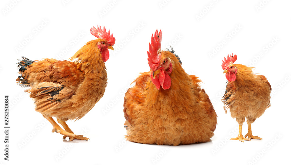 Fototapeta premium Red rooster on white background 