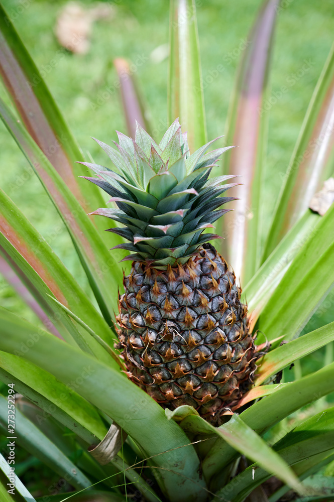 ananas ananas