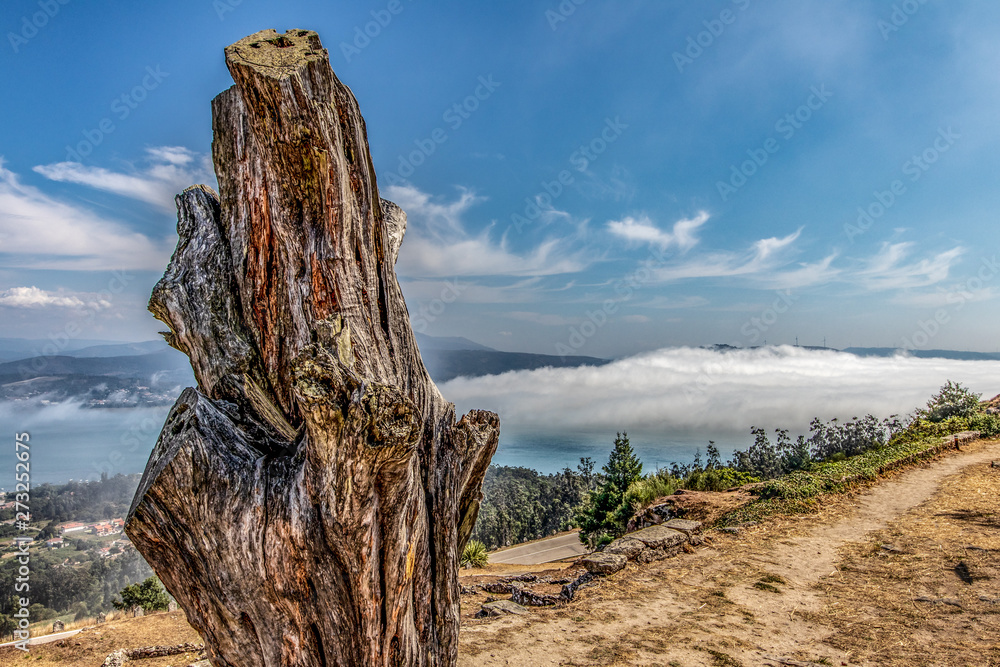 Fototapeta premium tree on the rock