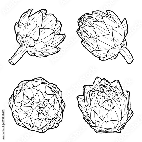 Artichokes - Globe Vector Illustration Hand Drawn Vegetable Cartoon Art