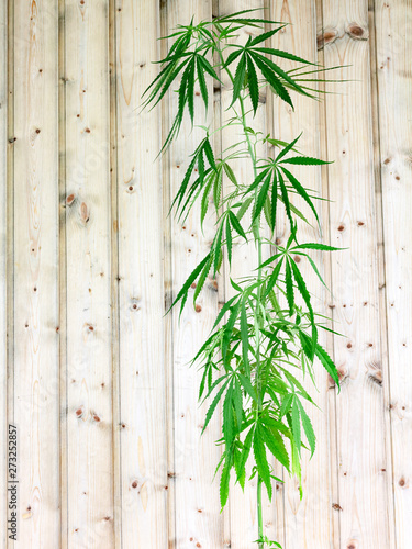Young healthy marijuana plant on wooden background. Concept of herbal alternative medicine 