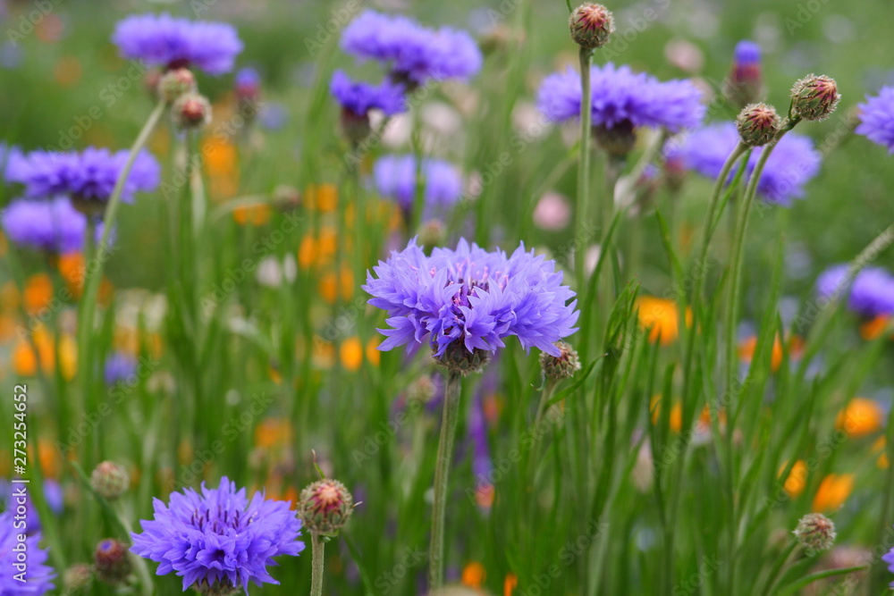 purple flowers in a field purple flowers in a field