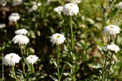 White chrysanthemums in the summer garden on a bright sunny day