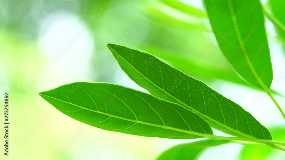 Closeup nature view of green leaf with sunlight Closeup nature view of green leaf with sunlight