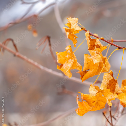 Square frame Close up view of the yellow leaves of a tree against a blurry background photo