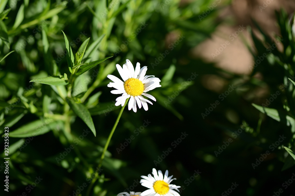 Beautiful white chamomile in the summer garden close up Beautiful white chamomile in the summer garden close up