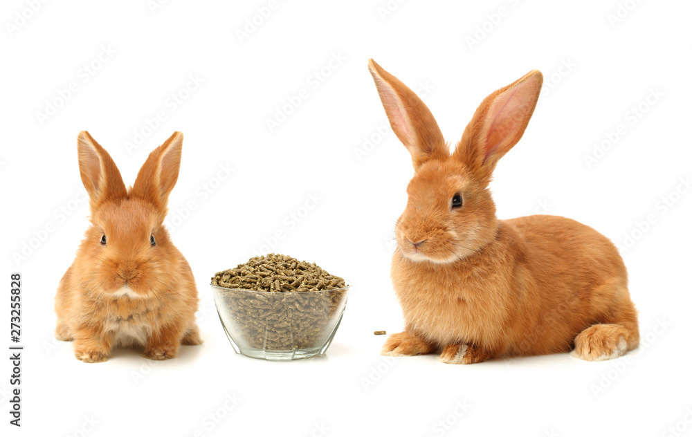 Fototapeta premium Baby of orange rabbit on white background 