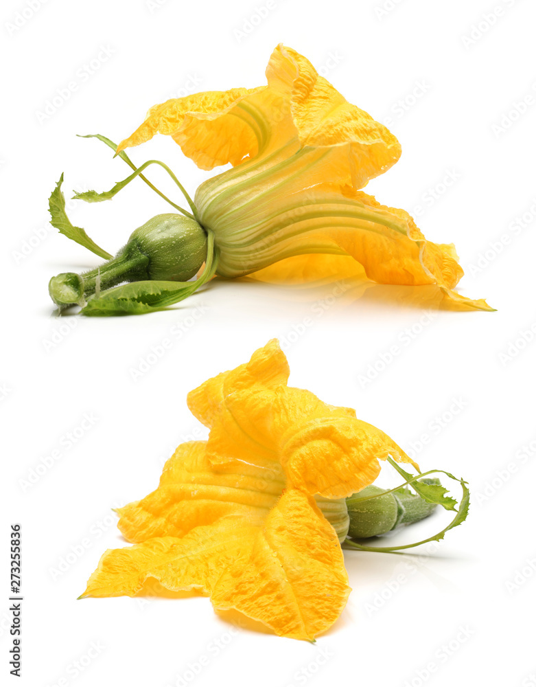Fresh flower Pumpkins on white isolated background Fresh flower Pumpkins on white isolated background