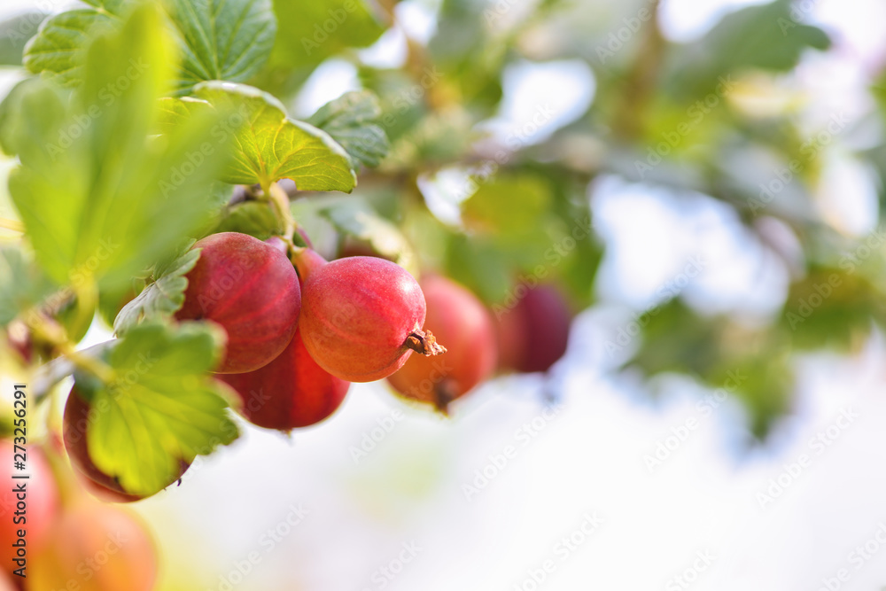 Red gooseberry berries. Many berries ripe red gooseberries on a branch in the garden. Horizontal photography Red gooseberry berries. Many berries ripe red gooseberries on a branch in the garden. Horizontal photography