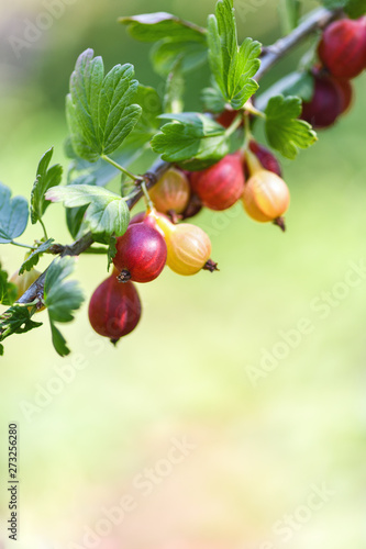 Red gooseberry berries. Many berries ripe red gooseberries on a branch in the garden. Vertical photography