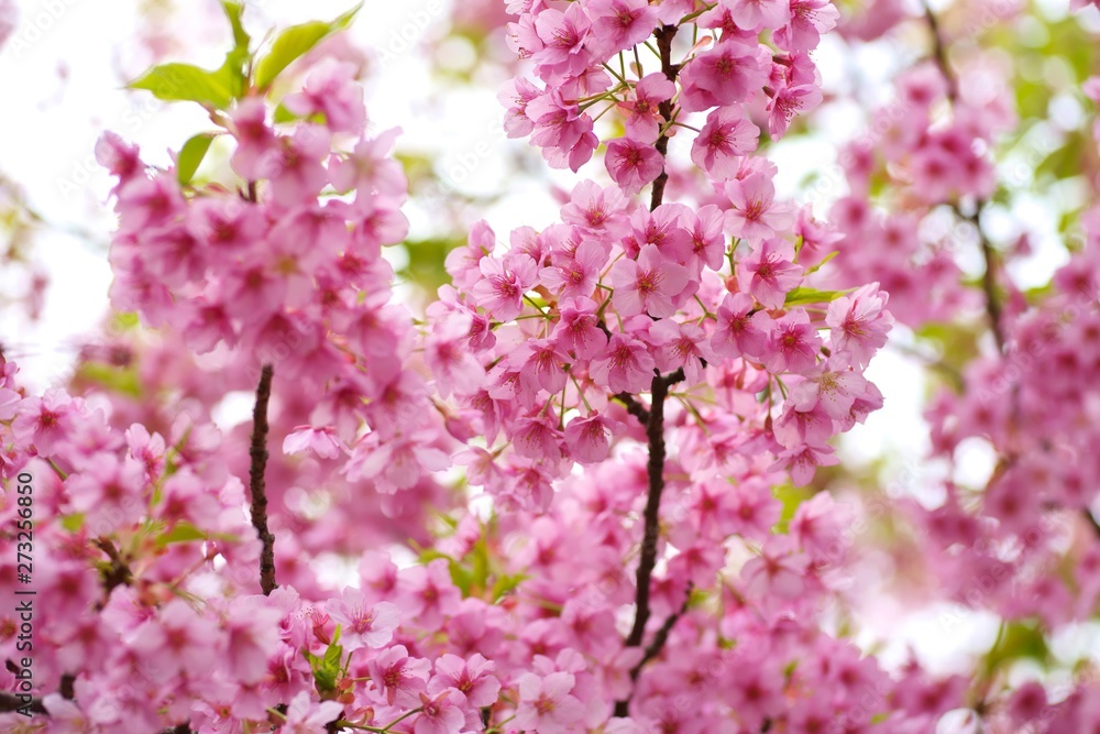 Kawazu cherry blossoms : full blooming Kawazu cherry blossoms : full blooming