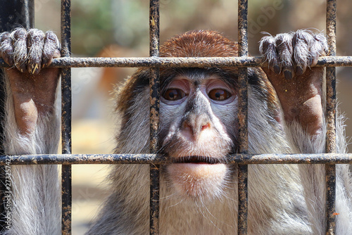 Canvas Print Unhappy sad monkey in a cage.
