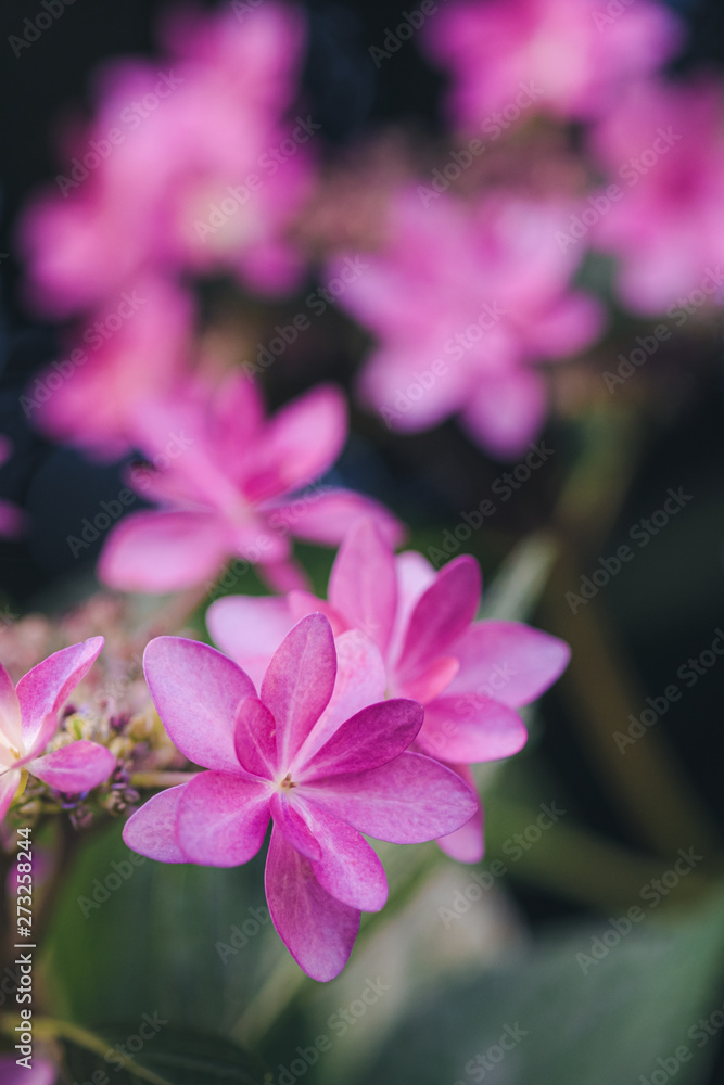 Fototapeta premium Hydrangea petal close up and bokeh