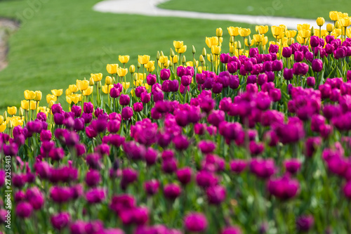 colorful tulip in park