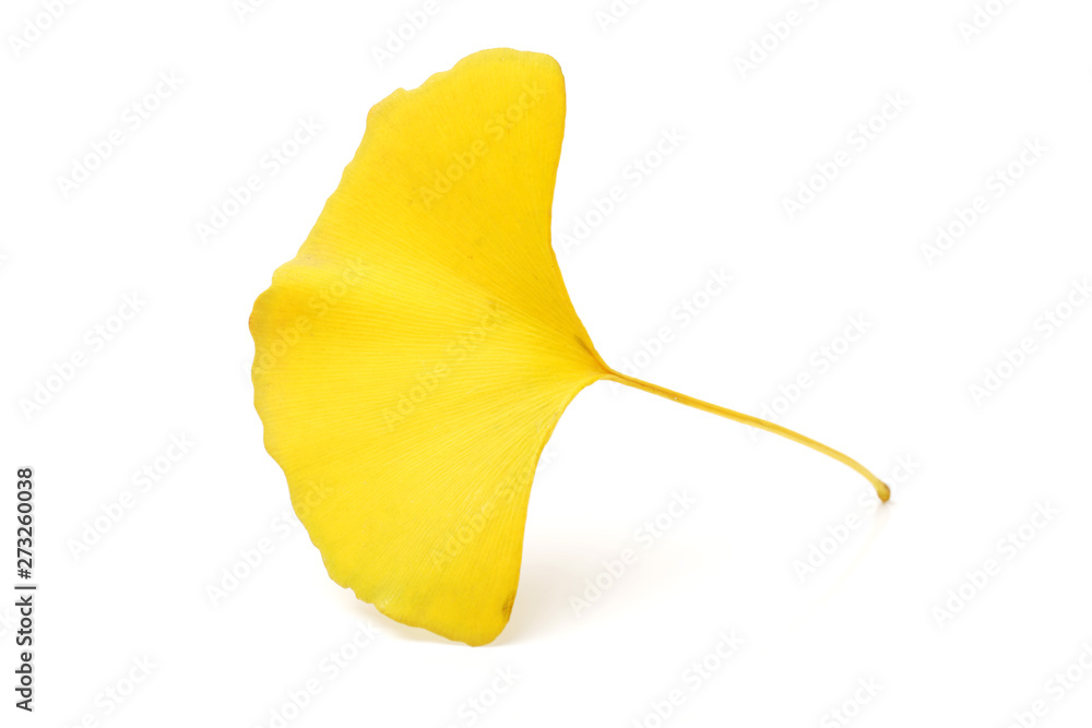 Naklejka premium Yellowginkgo leaf on white background