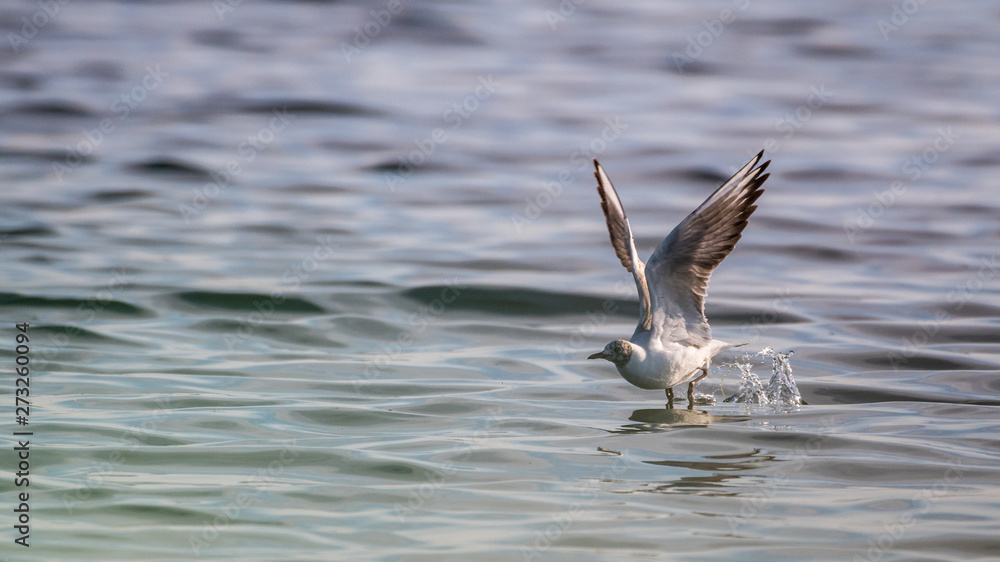 Close up isolated common tern seagull in the wild- Danube Delta Romania Close up isolated common tern seagull in the wild- Danube Delta Romania