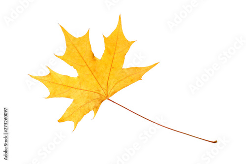 Red maple leaf isolated on white background 