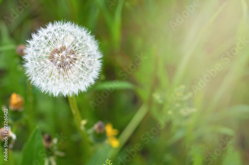 Fluffy dandelion close up on blurred green grass background with copy space