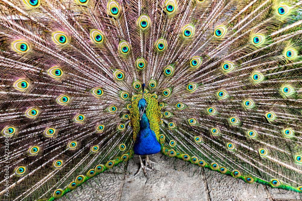 Obraz premium peacock with feathers out