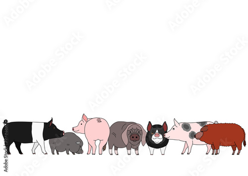 cute cartoon pig group