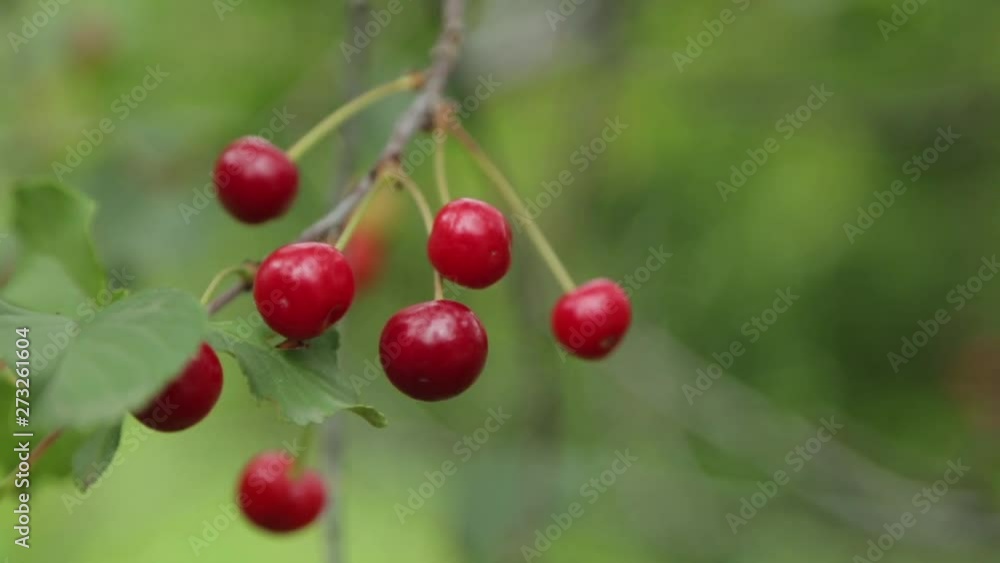 Ripe red cherries and cherries in Kotor. Cherry tree branch in the Park of Montenegro. Ripe red cherries and cherries in Kotor. Cherry tree branch in the Park of Montenegro.