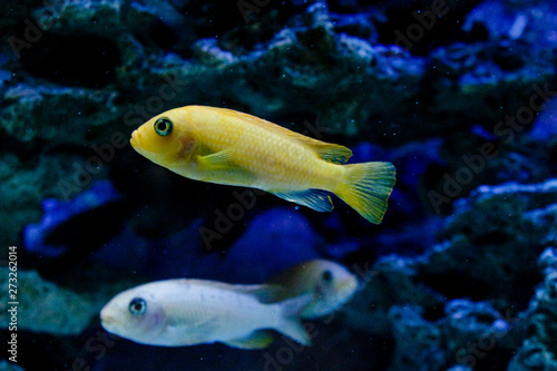 Calming view of the aquarium - fish life.Aquarium fishes. Fishtank, exotic. copyspace for text, background wallpaper. © Anastasia Sokolova