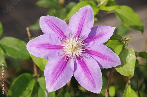 クレマチス(テッセン)の花