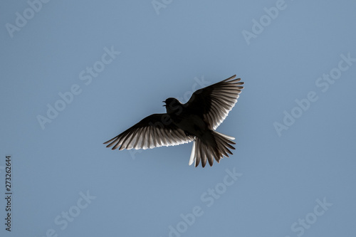 Isolated close up of a song bird in flight in the wild- Romania © Oren