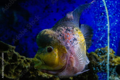 Flowerhorn cichlids are ornamental aquarium fish.Underwater life. Crossbreed cichlid fish. King Kamfa Flowerhorn Fishes In Asia.Coral reef, fish, colorful plants in ocean. photo