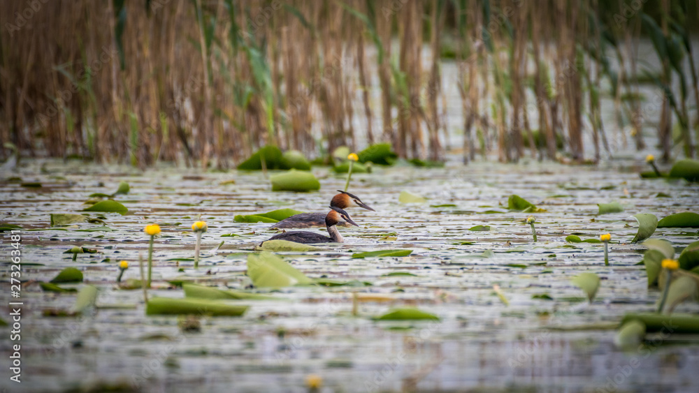 Isolated close up of Grebe bird in the wild- Danube Delta Romania Isolated close up of Grebe bird in the wild- Danube Delta Romania