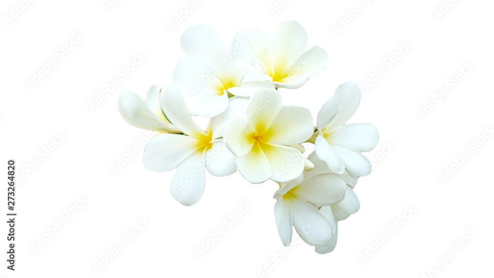 Frangipani flowers isolated on white background