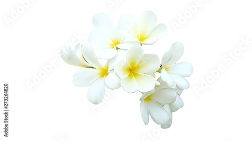 Frangipani flowers isolated on white background