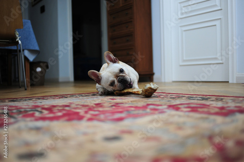 A lovely French bulldog is eating bones