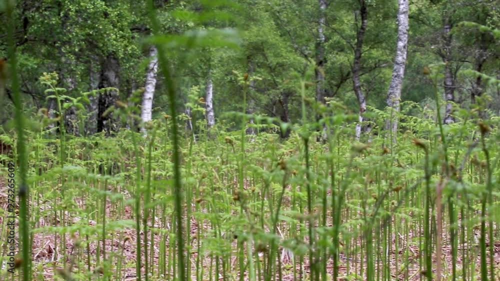 birch forest with bracken floor during spring/June in Scotland, birch forest with bracken floor during spring/June in Scotland,