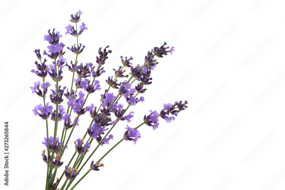 Fototapeta premium Lavender flowers isolated on white
