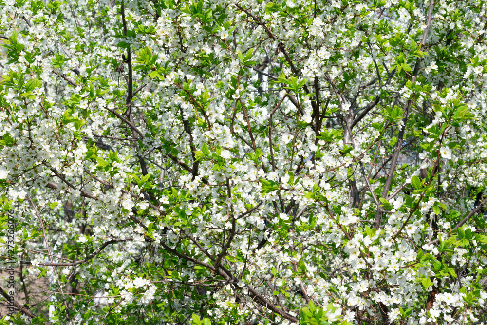 Background made of many bloooming white sacura flowers on branches, cherry tree blossoming sky Background made of many bloooming white sacura flowers on branches, cherry tree blossoming sky