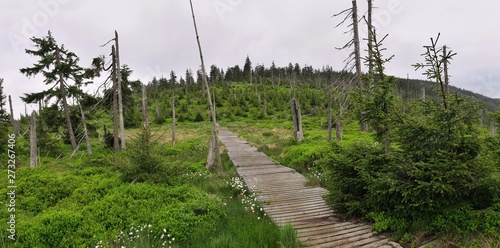 walking path along the ridge Mokrý hřbet between the peaks Stříbrnická and Černá kupa in Králický Sněžník in the north of Moravia in the Czech Republic