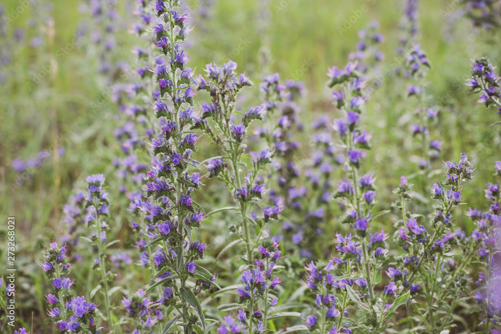 Fototapeta premium Plants in field in nature. Flowers concept